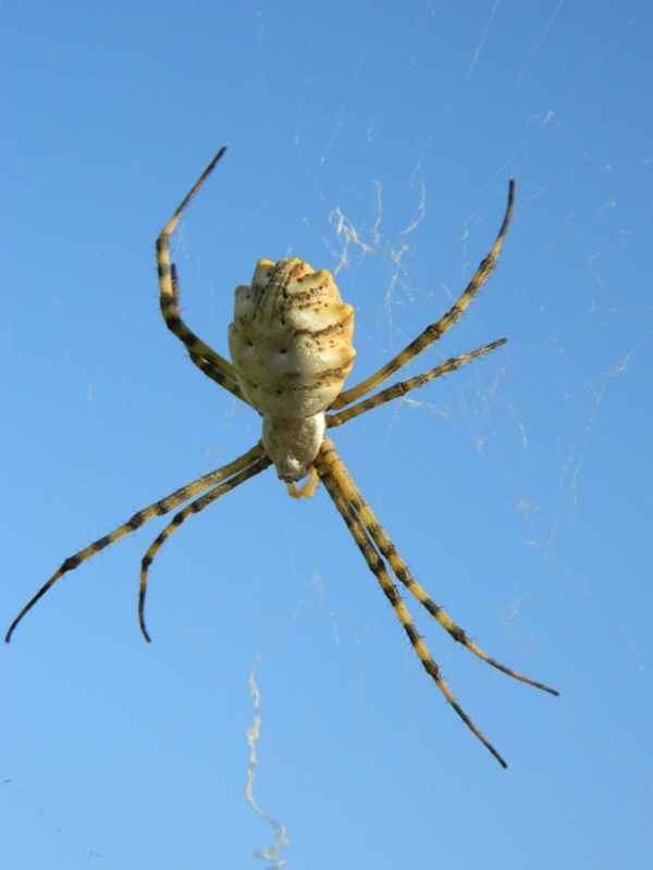 Ospite Argiope lobata: Agalenatea redii
